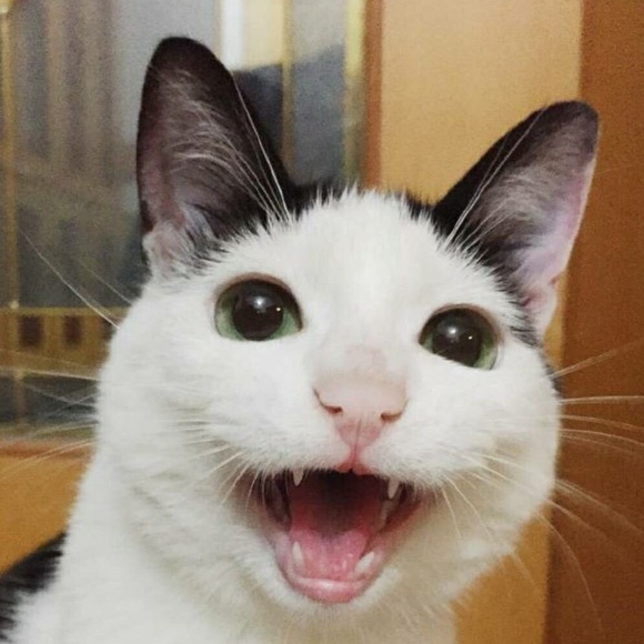 Meet your Posher, Leo - Picture 1 of 1